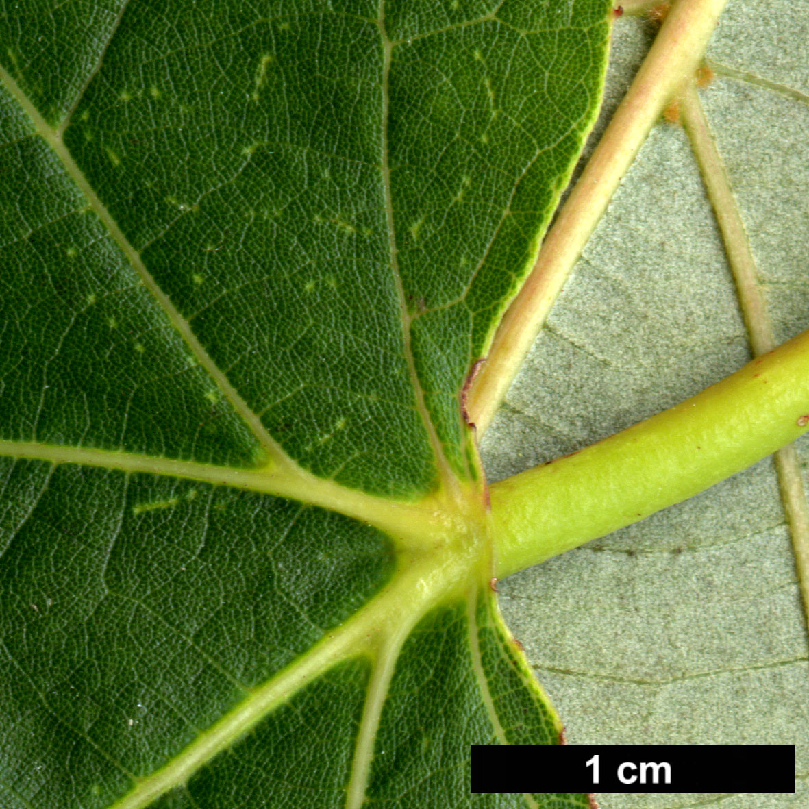 High resolution image: Family: Malvaceae - Genus: Tilia - Taxon: caroliniana - SpeciesSub: subsp. heterophylla